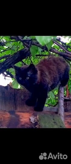 Сибирские котята