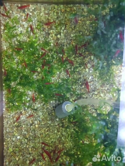 Аквариумная креветка. Красный огонь. Неокардина