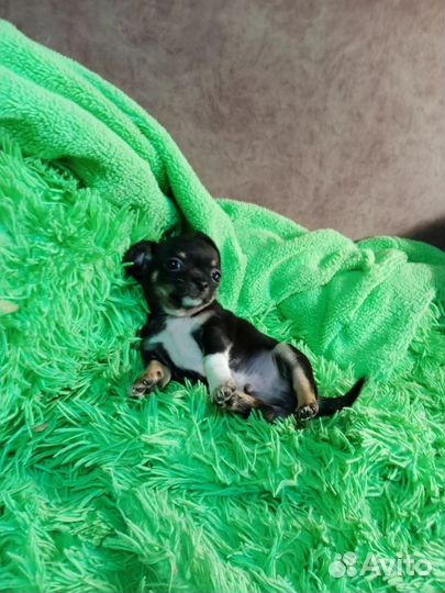 Щенки чихуахуа мини