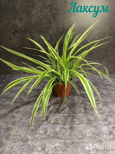Хлорофитум лаксум