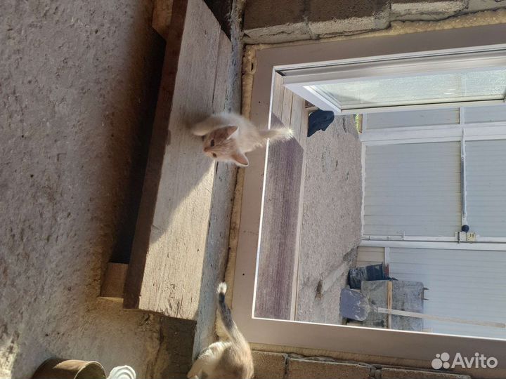 Котята самостоятельные)