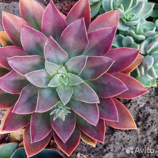 Суккуленты