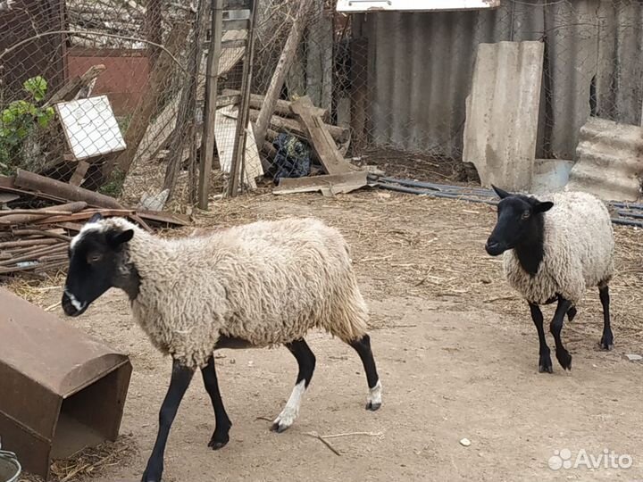 Романовские овцы