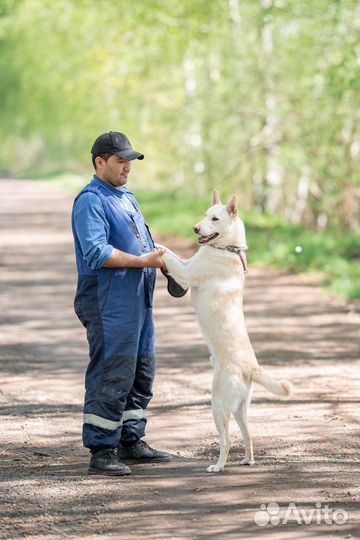 Вольт ищет дом