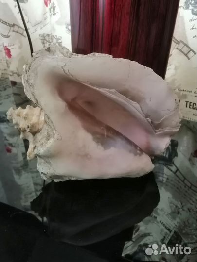 Морские раковины