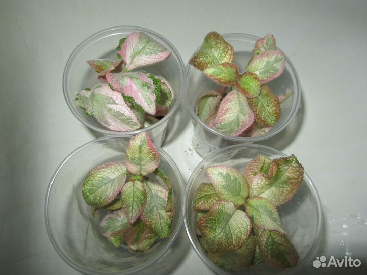 Акварельная эписция Noid