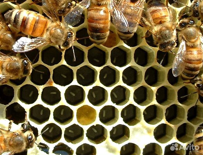 Пчеломатки