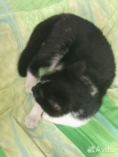 Кошка