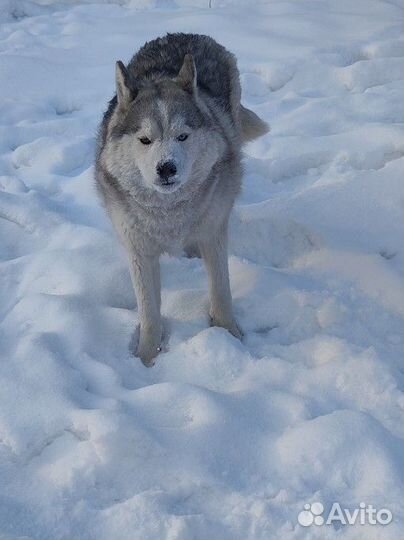 Сибирская хаска/вязка