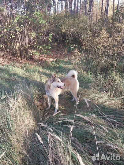 Западно сибирская лайка