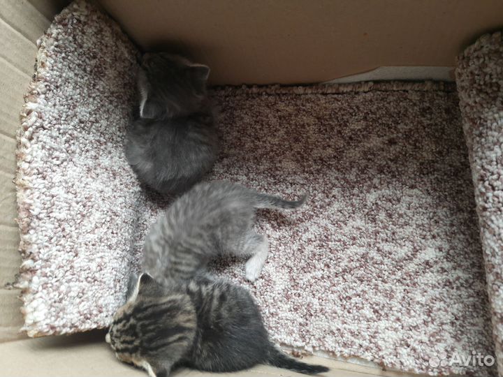 Отдам бесплатно