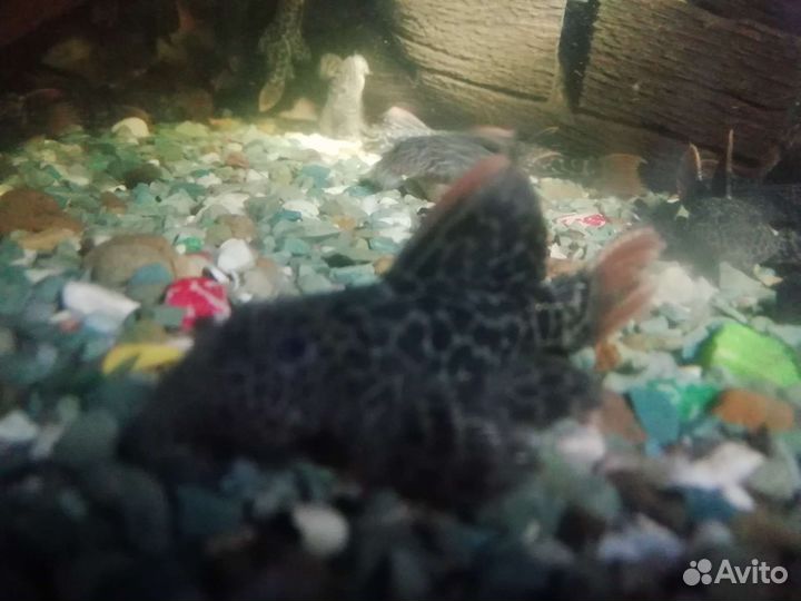 Номерные сомы. Опт L600,анцитрус,цихлиды