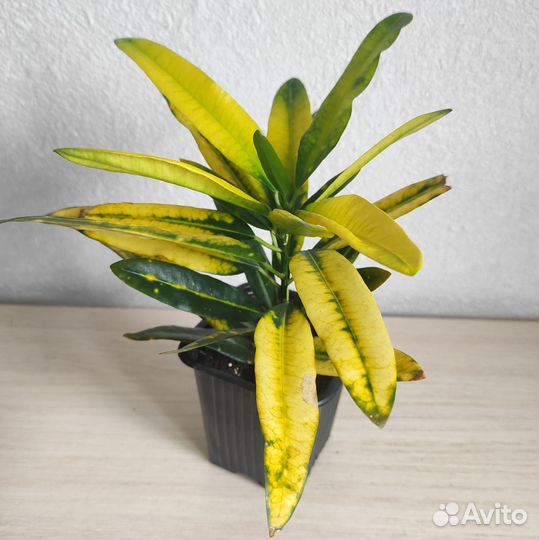 Кротон Санни стар