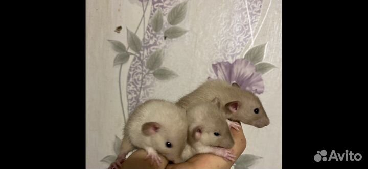 Крысята Дамбо Агути с клеткой