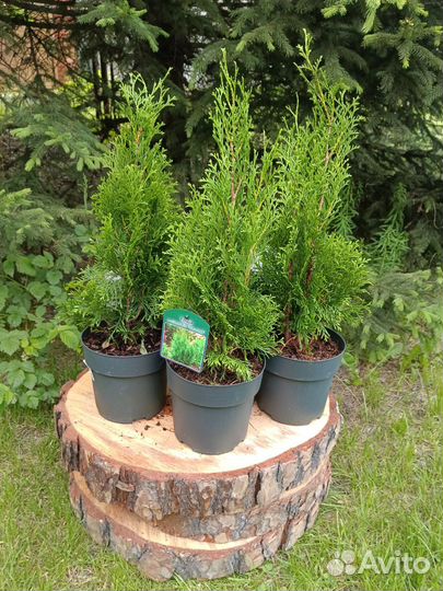 Туя Смарагд