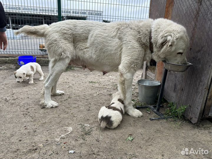 Среднеазиатская овчарка алабай щенки