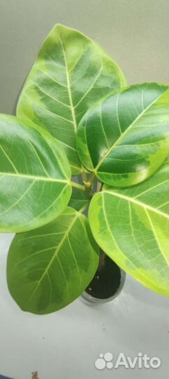 Фикусы сортовые #2