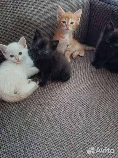 Кошка