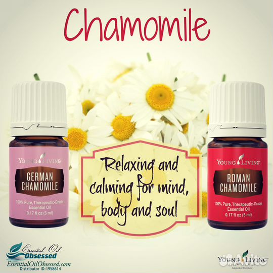 Римская ромашка - эфирное масло Янг Ливинг