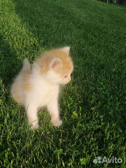 Котенок в добрые руки