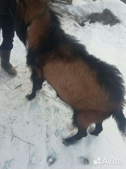 Козел Чеховський