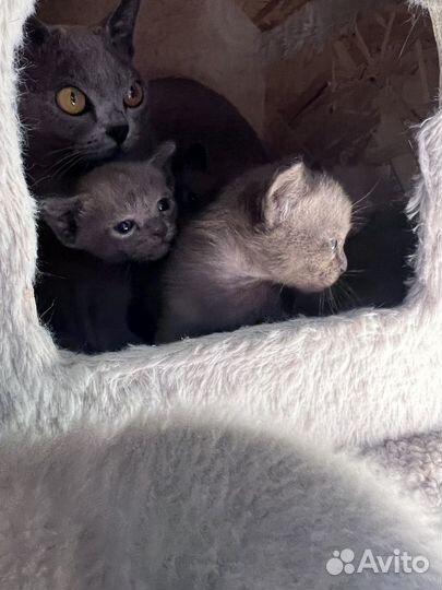 Котята Европейской Бурмы