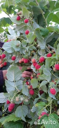 Саженцы Малины