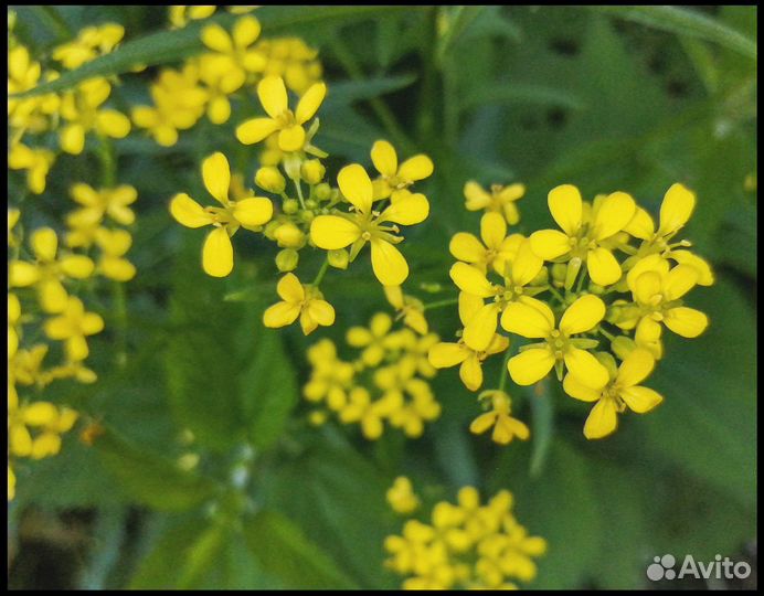 Семена Горчицы Желтой (Сарептской) опт