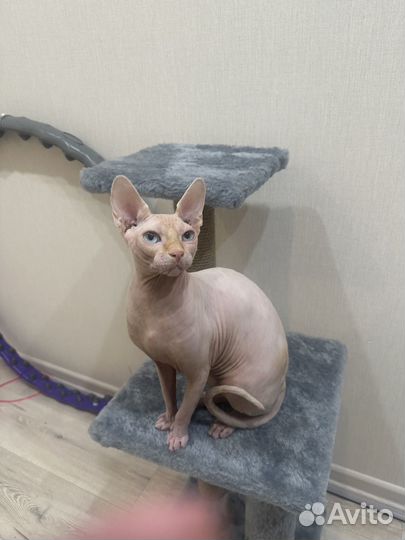 Случка кота