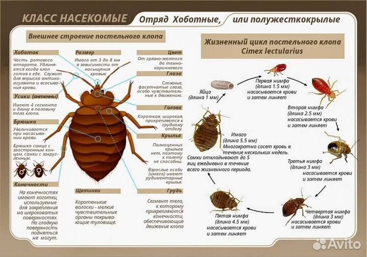 Уничтожение тараканов, клопов. Дезинфекция