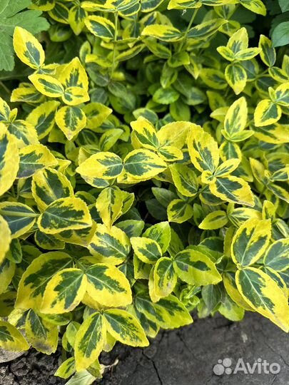 Бересклет форчуна