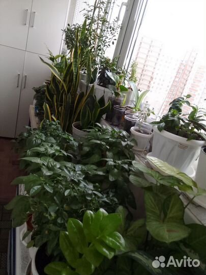 Комнатные цветы разные