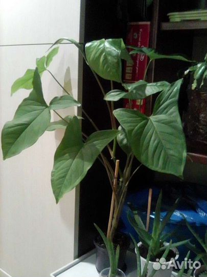 Замиокулькас, сингониум, алоказия лекарственная