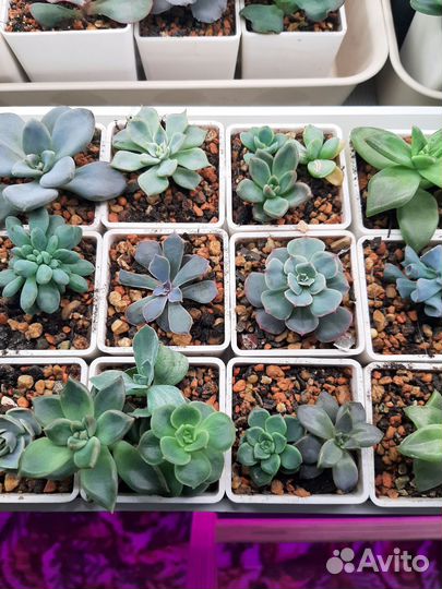 Суккуленты 3
