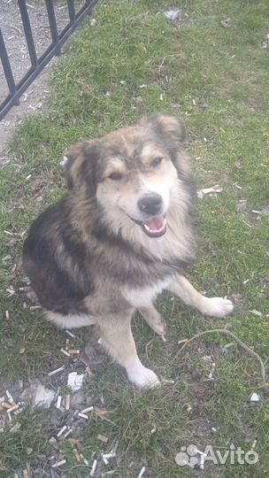 Молодой пес Боська