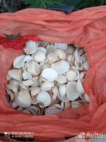 Морские ракушки скафарка