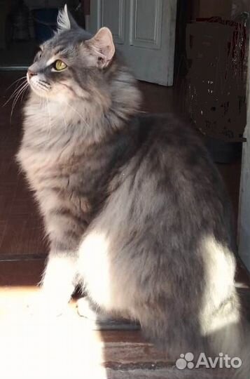 Отдам кота в добрые руки