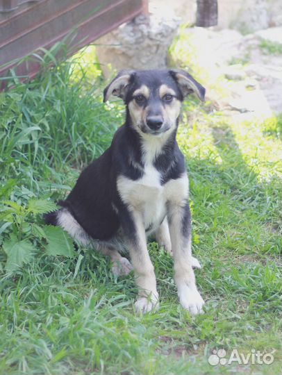 Две сестренки в добрые руки