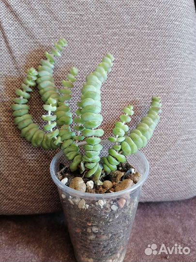 Крассула Марниериана