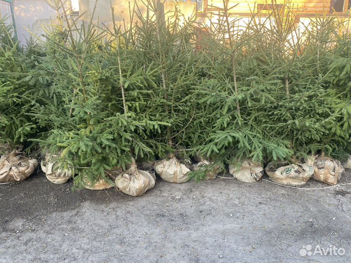 Ель обыкновенная саженцы