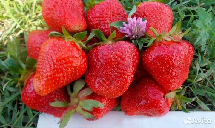Крупная сладкая клубника/альбион