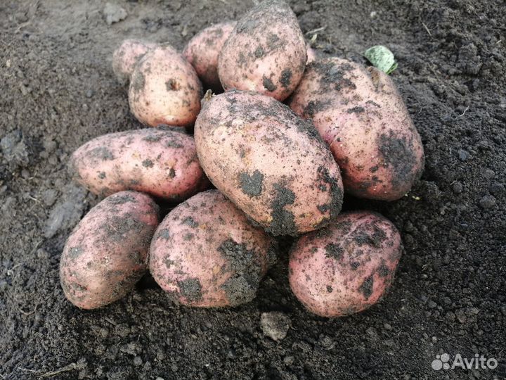 Картошечка домашняя