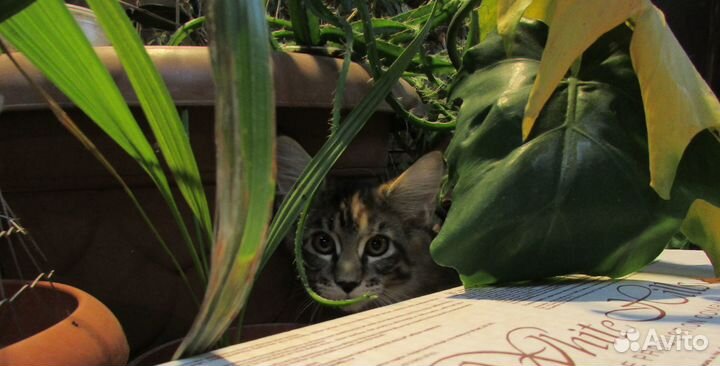 Котята мейн-кун
