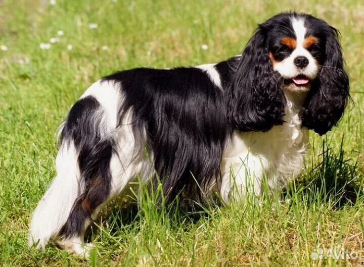 Кавалерчик