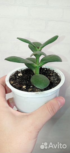 Толстянка или денежное дерево в горшке 0.2 л