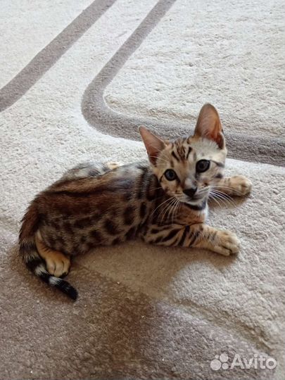 Бенгальская кошка