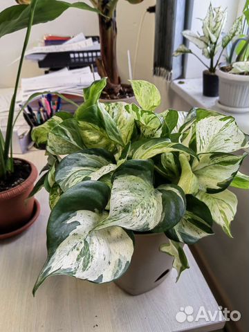 Сциндапсус Марбл Эпл