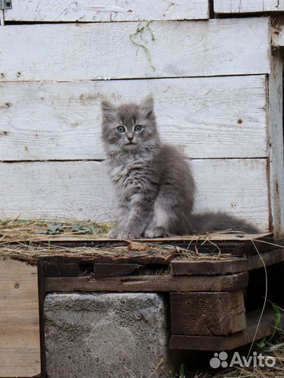 Кошка