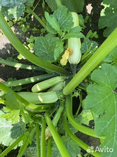 Кабачки домашние