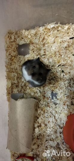 Продам хомячка Кэмпбелла